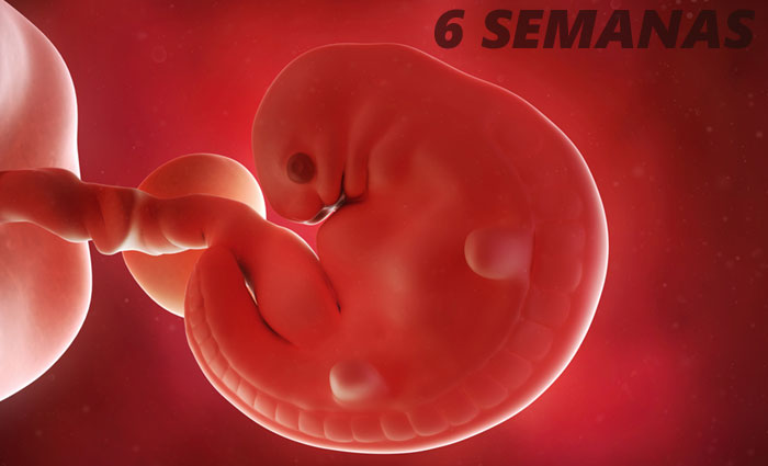 Utero De Gravida De 1 Mes Captions Trendy