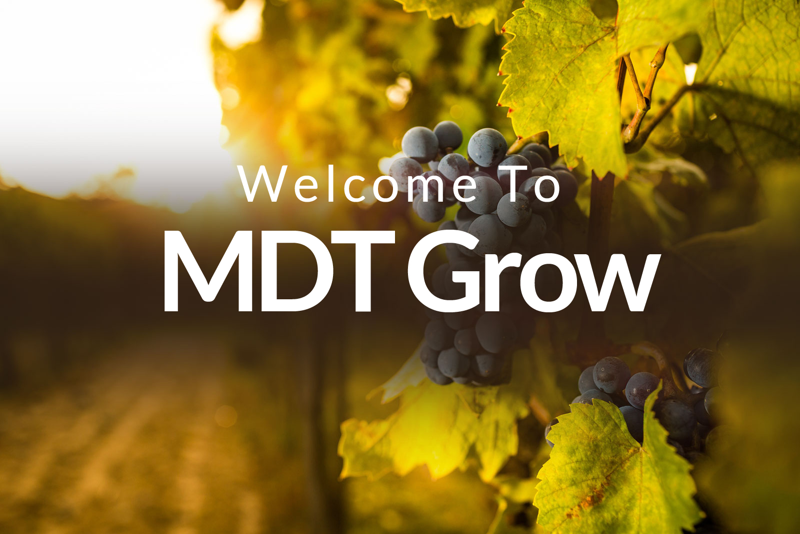 Vineyard Supplies Minnesota, USA Expert Vineyard