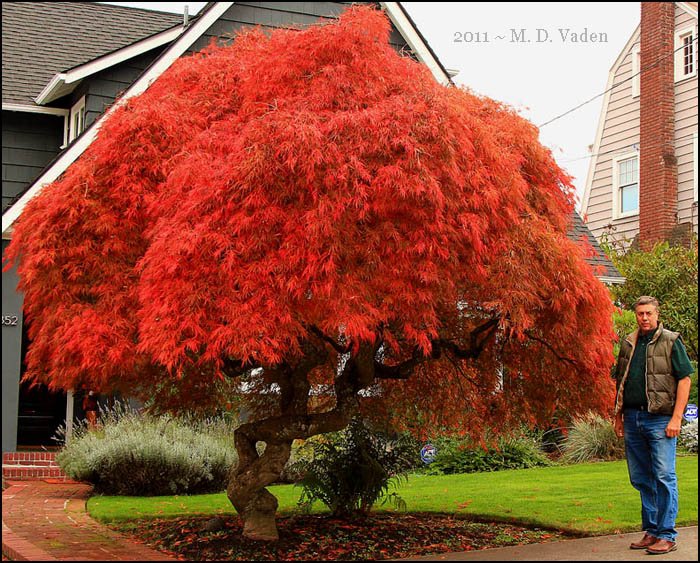 Landscaping Portland, Oregon. M. D. Vaden Beaverton Landscape Design.