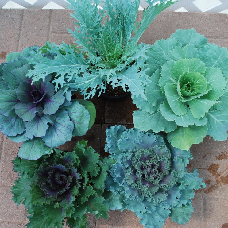 Brassica oleracea Flowering Cabbage & Flowering Kale from Meadowridge, Inc.