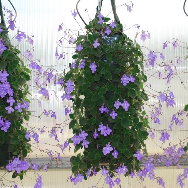 Streptocarpus saxorum Streptocarpella Concord Blue from Meadowridge, Inc.