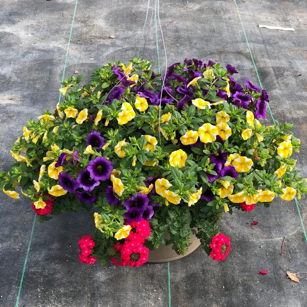 Calibrachoa hybrid Calibrachoa Superbells® from Meadowridge, Inc.