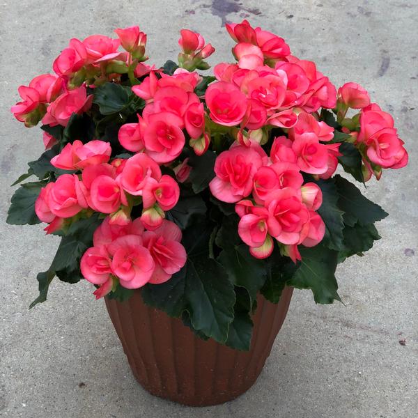 Begonia hiemalis Begonia Hiemalis from Meadowridge, Inc.