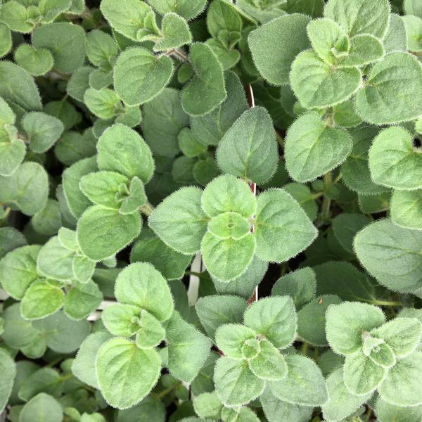 Oregano Oregano Greek & Hot + Spicy from Meadowridge, Inc.