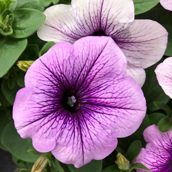 Petunia hybrida Petunia Easy Wave & Wave from Meadowridge, Inc.