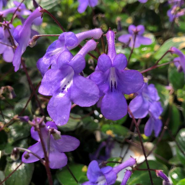 Streptocarpus saxorum Streptocarpella Concord Blue from Meadowridge, Inc.