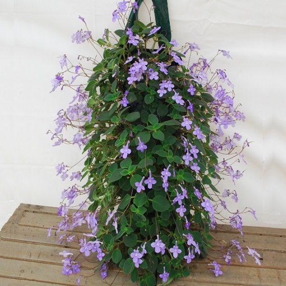 Streptocarpus saxorum Streptocarpella Concord Blue from Meadowridge, Inc.
