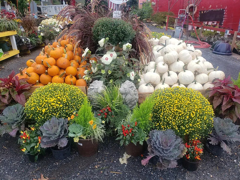 Garden Center & Landscaping in Frederick MD Meadows Farms