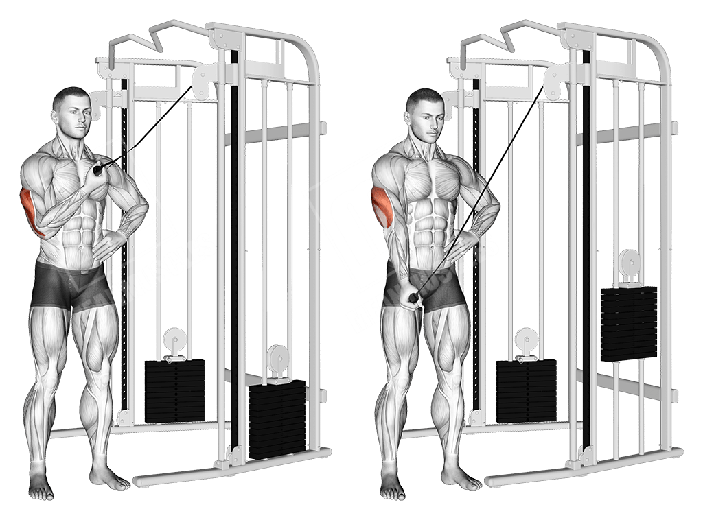 Beginner Triceps Workout Meanmuscles