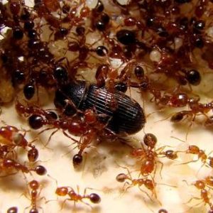 Cara Mengusir Semut Dikandang Ternak - Mearindo