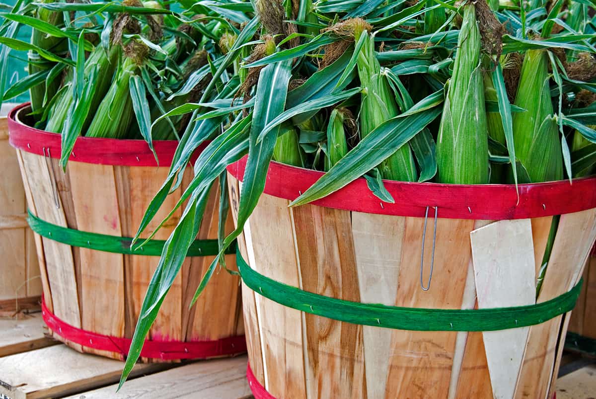 How Many Bushels of Corn Are in a Ton? MeasuringKnowHow