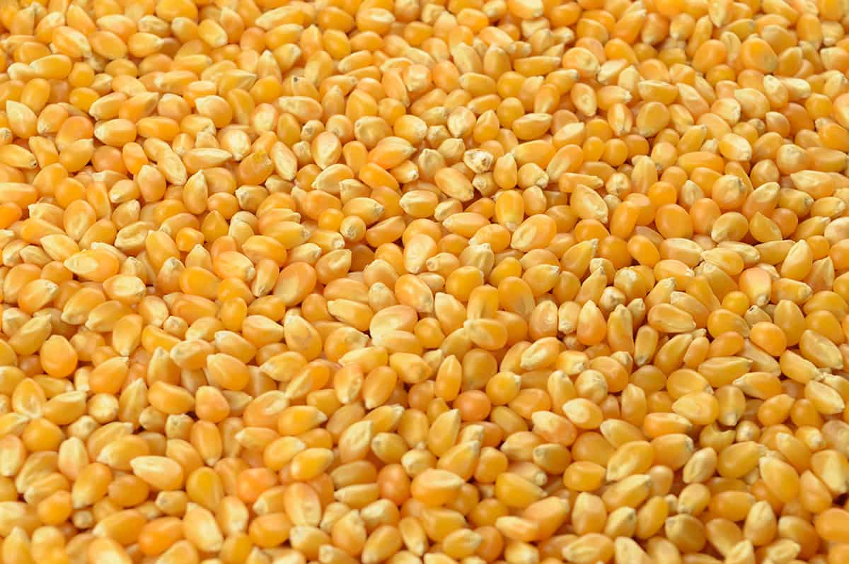 How Many Bushels of Corn Are in a Ton? MeasuringKnowHow