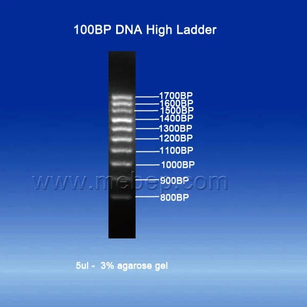 100BP High DNA Ladder MEBEP Bio Science