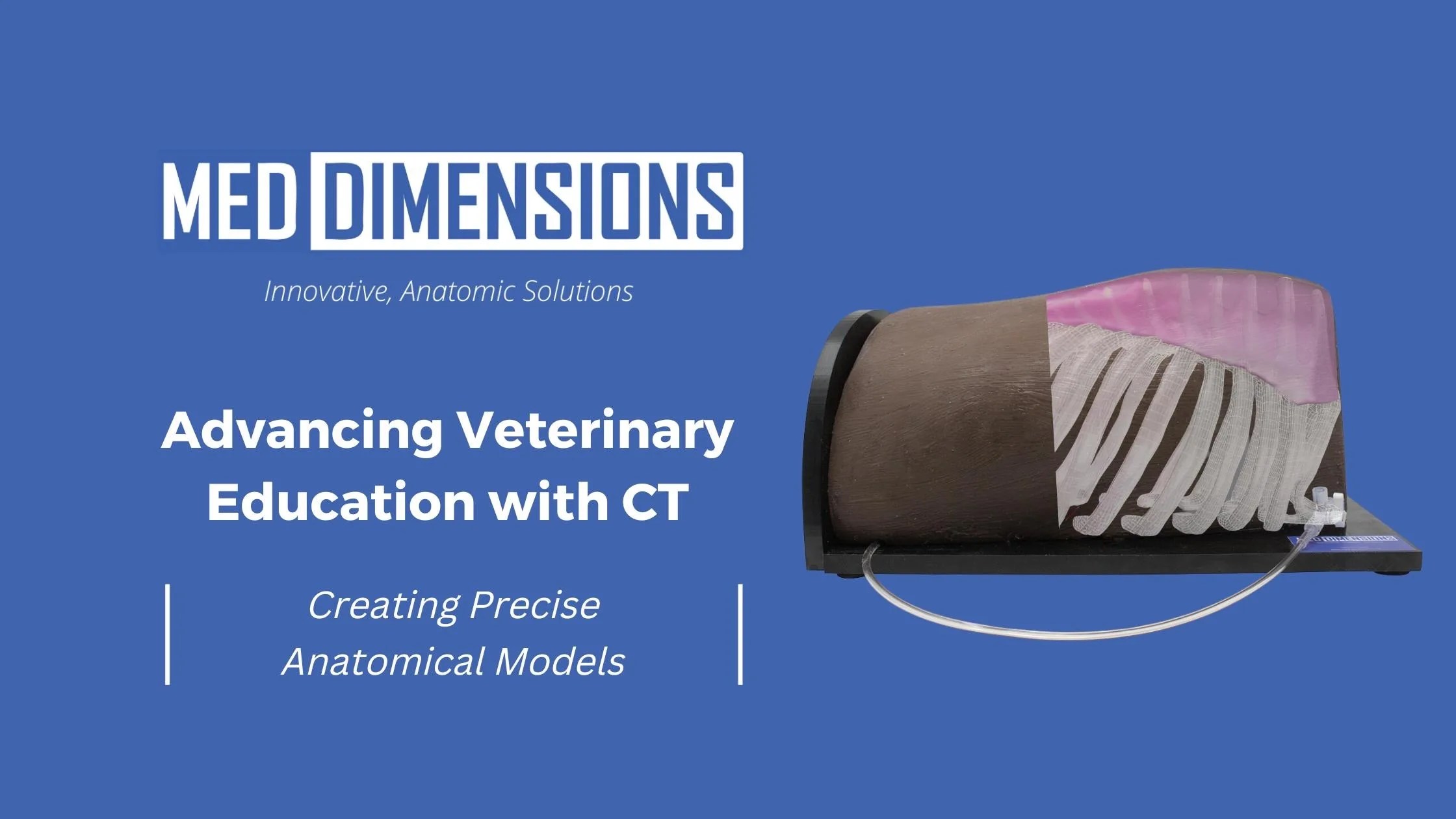 Advancing Veterinary Education with CT Creating Precise Anatomical
