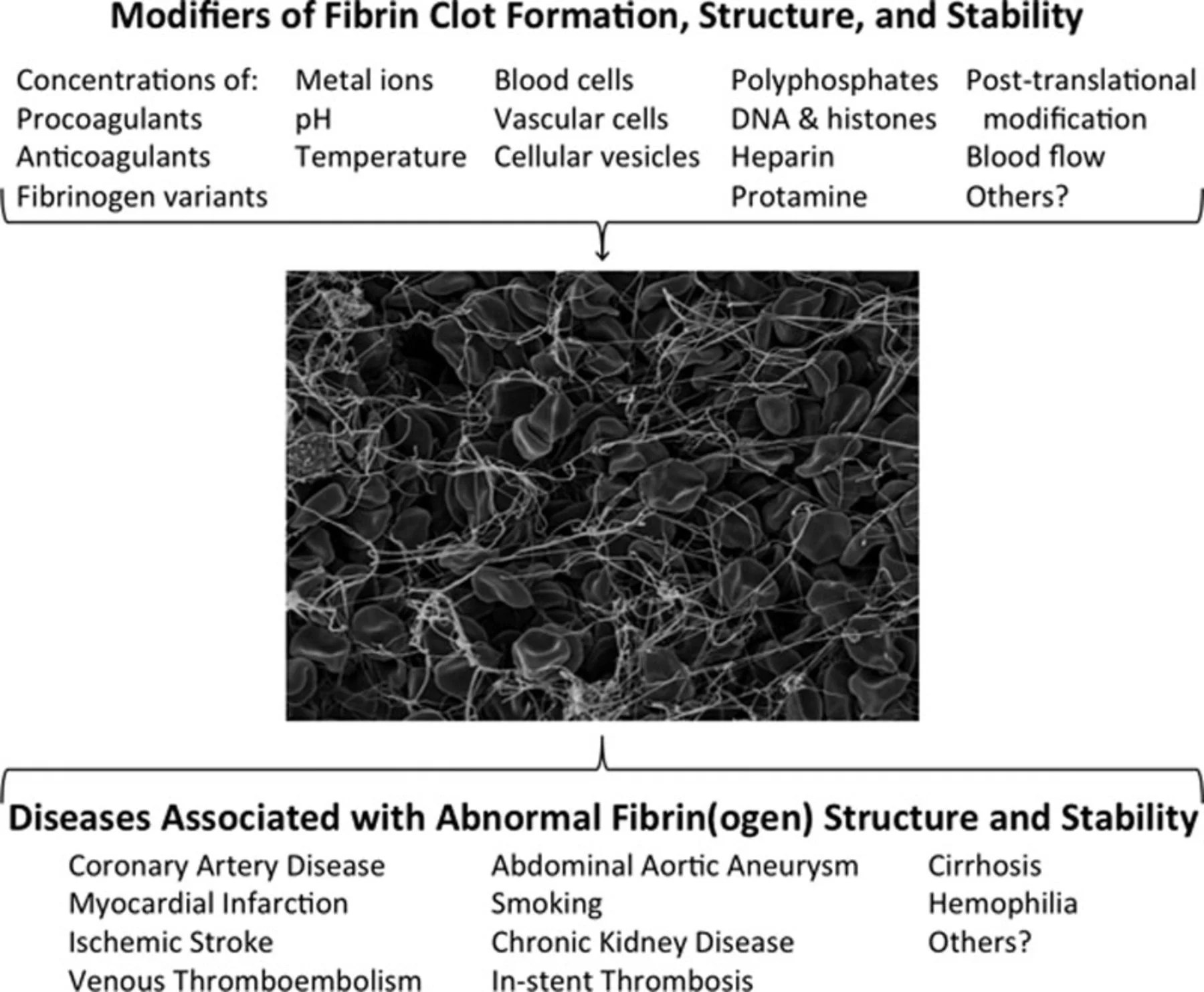 Scientific Images Wolberg Lab