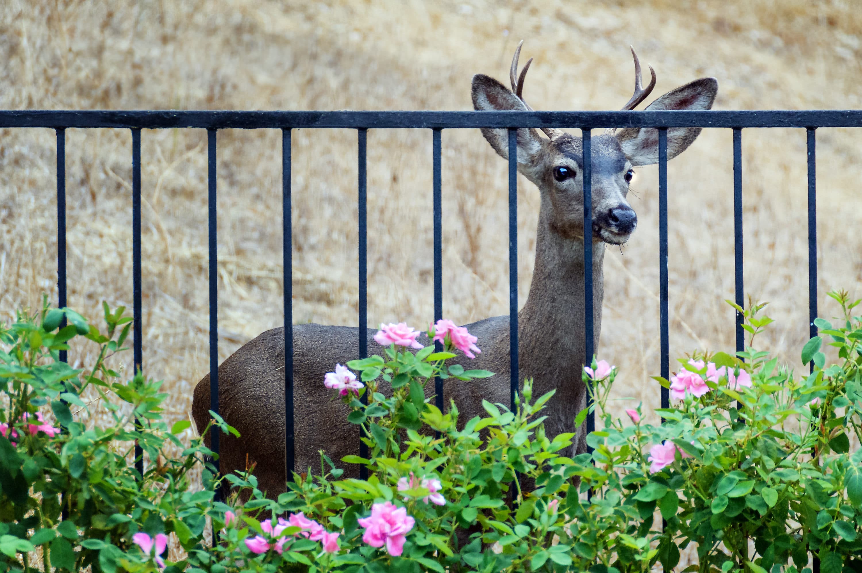 Flowers That Keep Deer Away From Garden Deer Proof Your Garden And Yard Naturally Okay, they