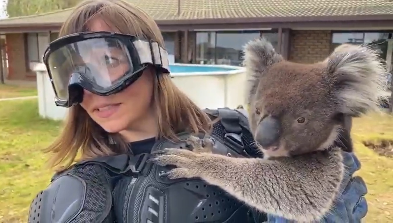 Reporter Tricked Into Wearing Armor to Hold 'Vicious' Koala