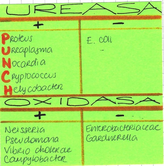 Bacteria Urease and Oxidase Test Result List Medical Laboratories
