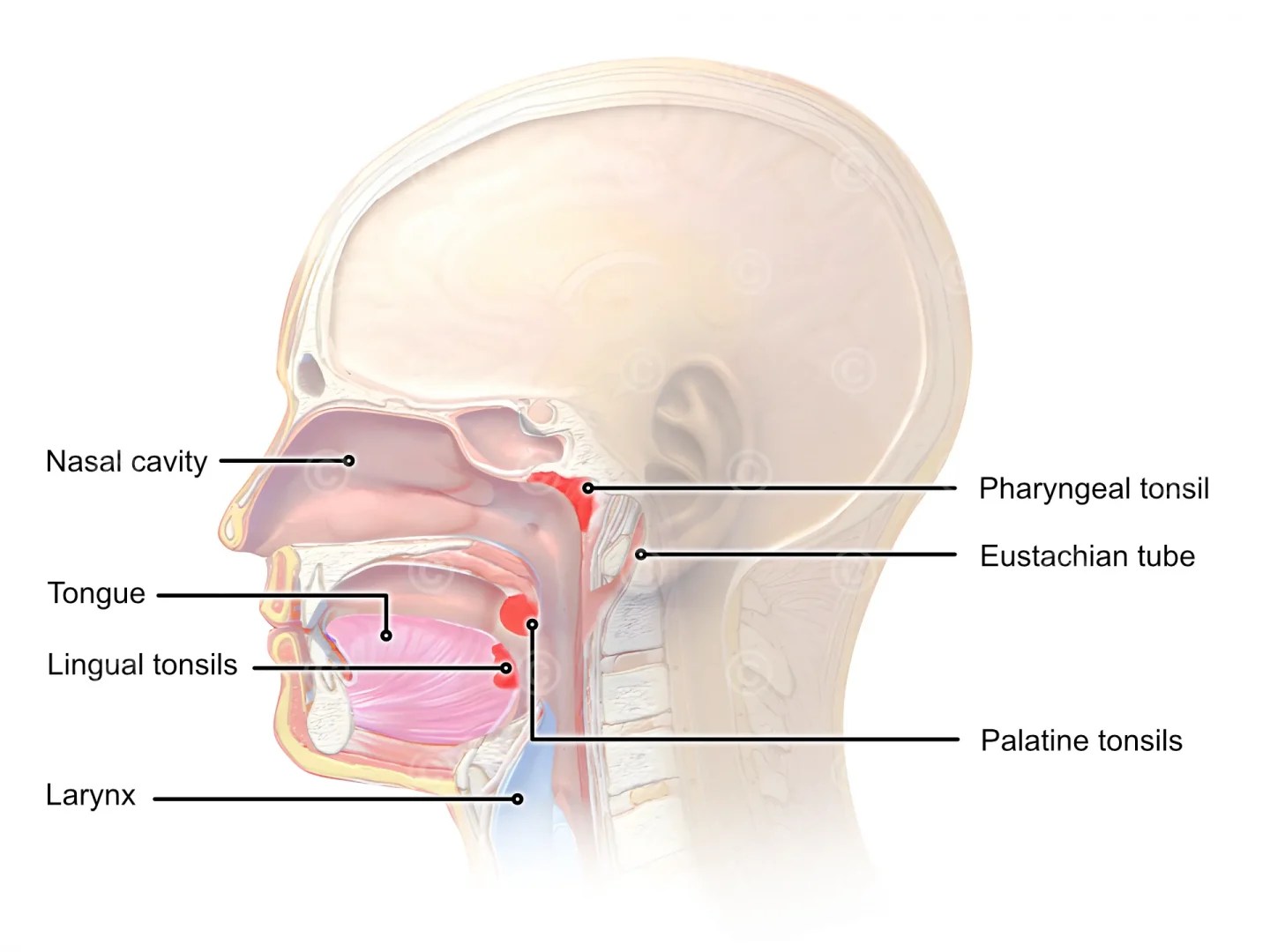 Illustration anatomy tonsils MedicalGraphics