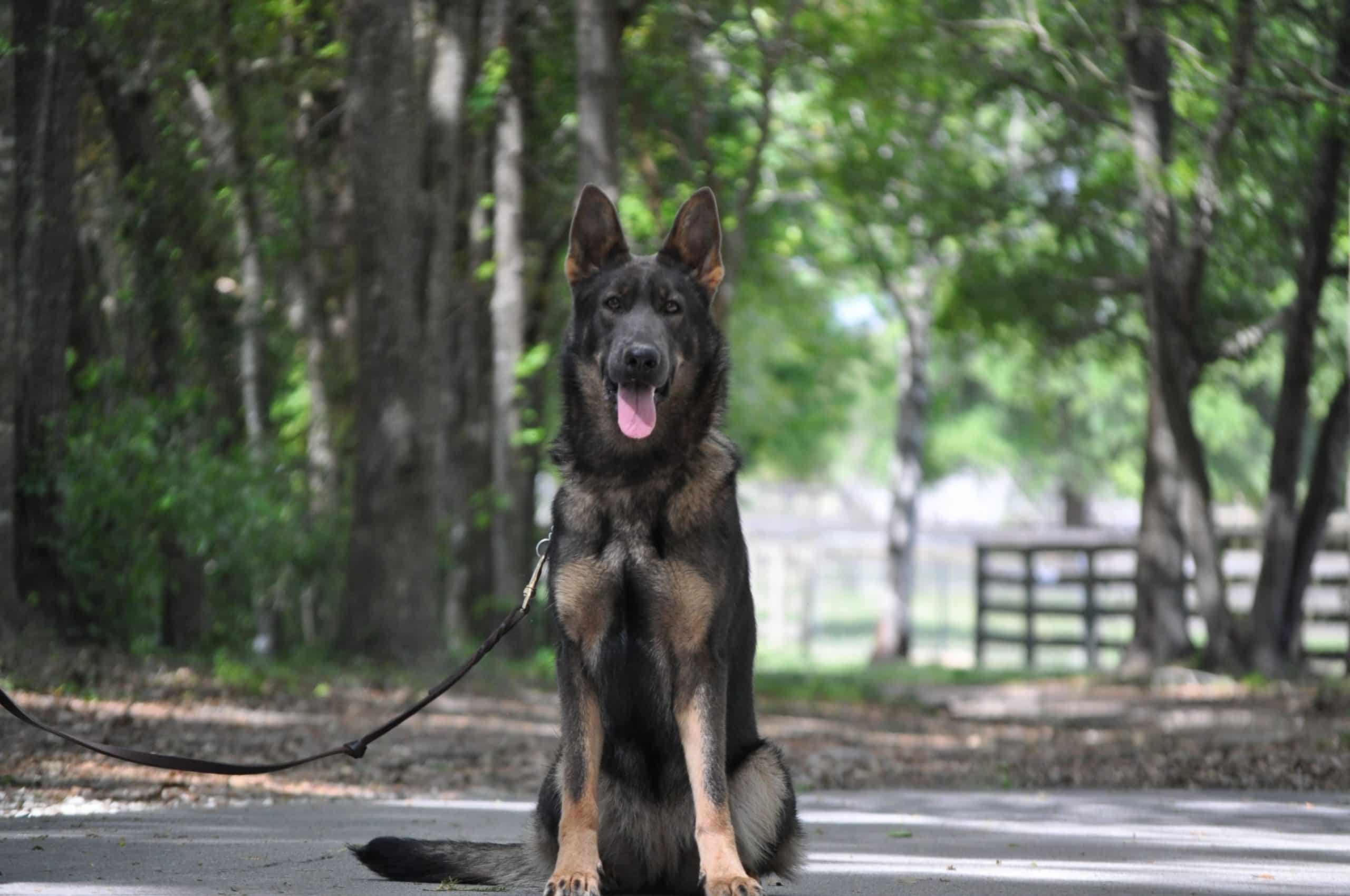 Can I Play with My Service Dog? Guardian Angels Medical Service Dogs