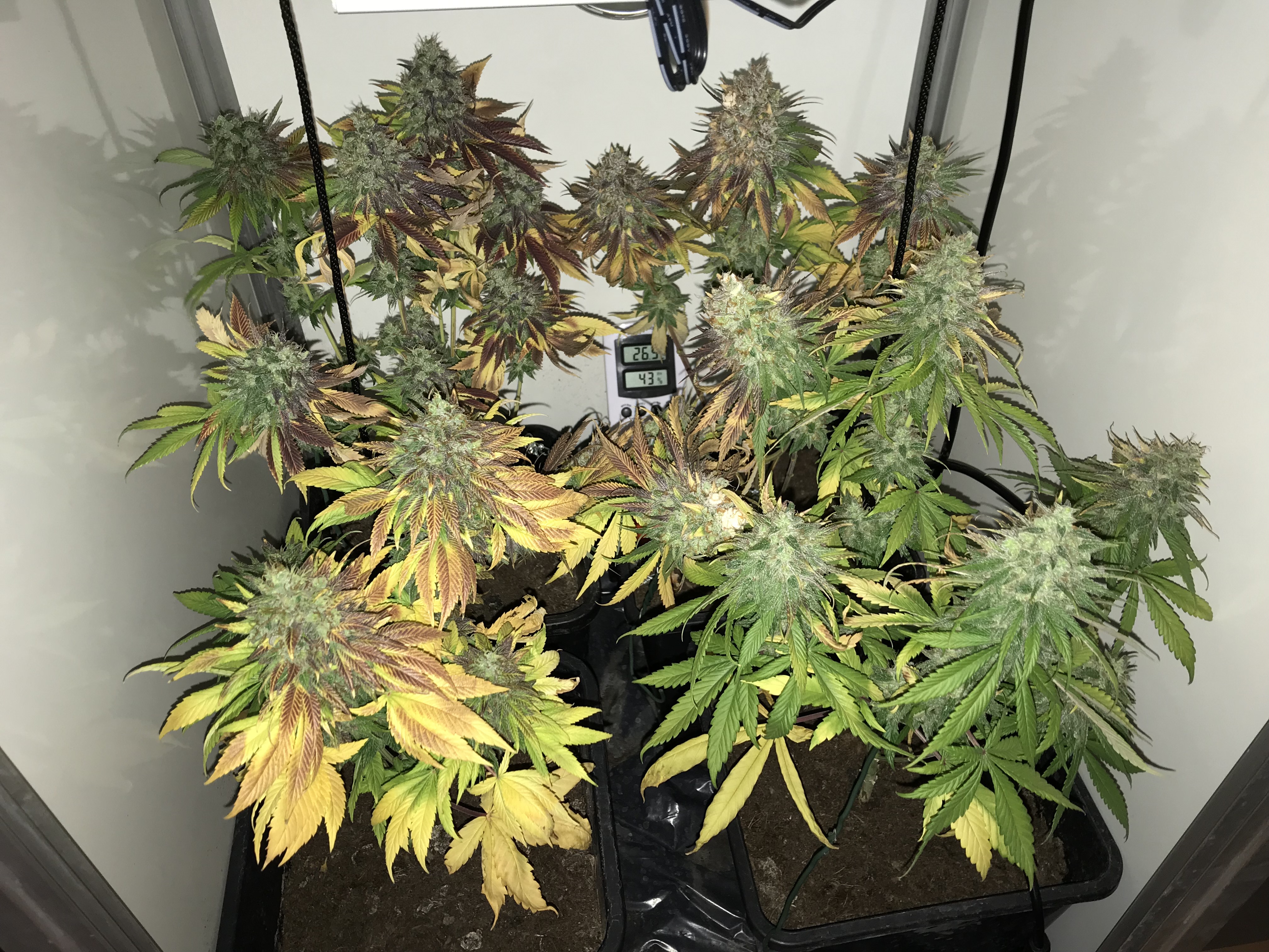 Mr. Kush oogst z'n wietplanten en hangt ze geduldig te drogen