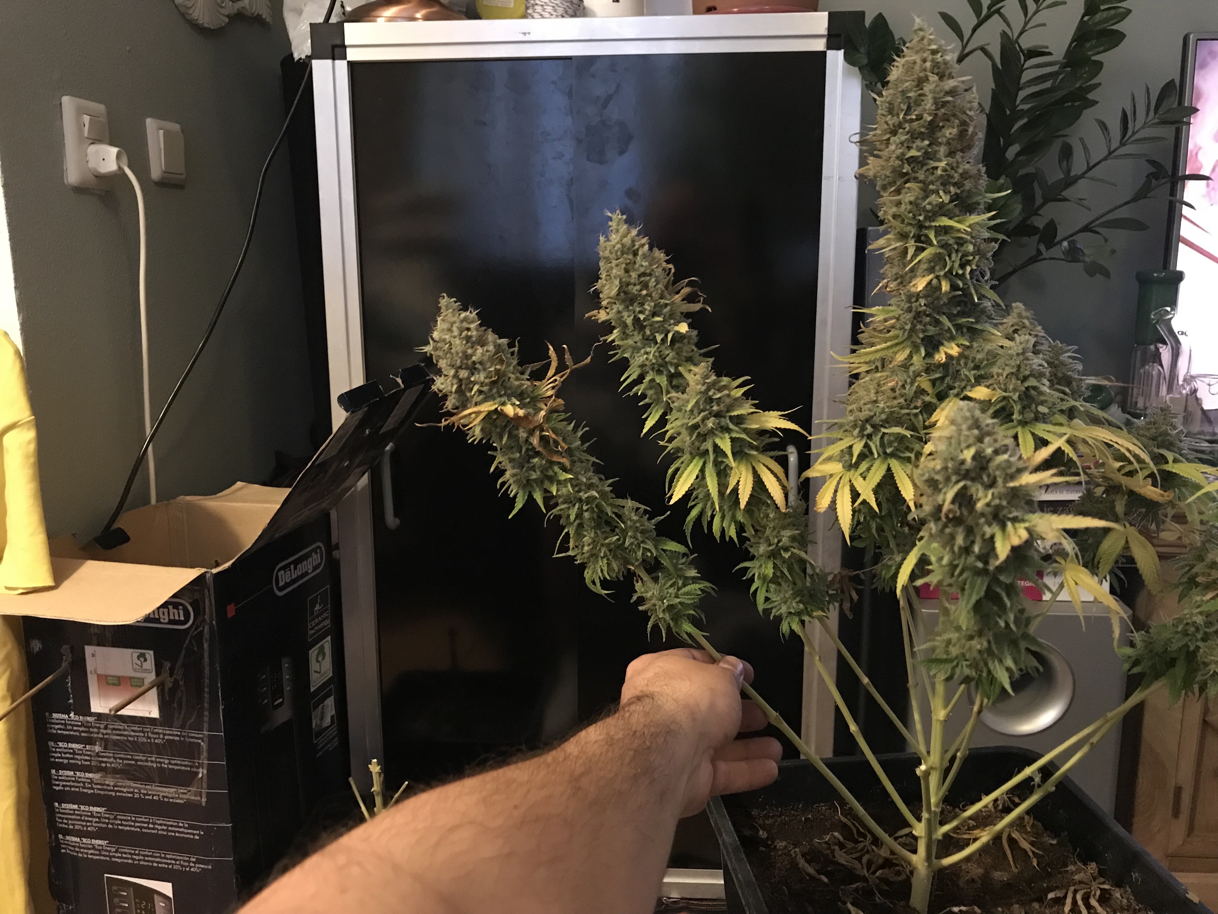 Mr. Kush Oogst (Meer Dan) 1 Gram Wiet Per Watt - Mediwietsite