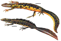 The Great Crested Newt
