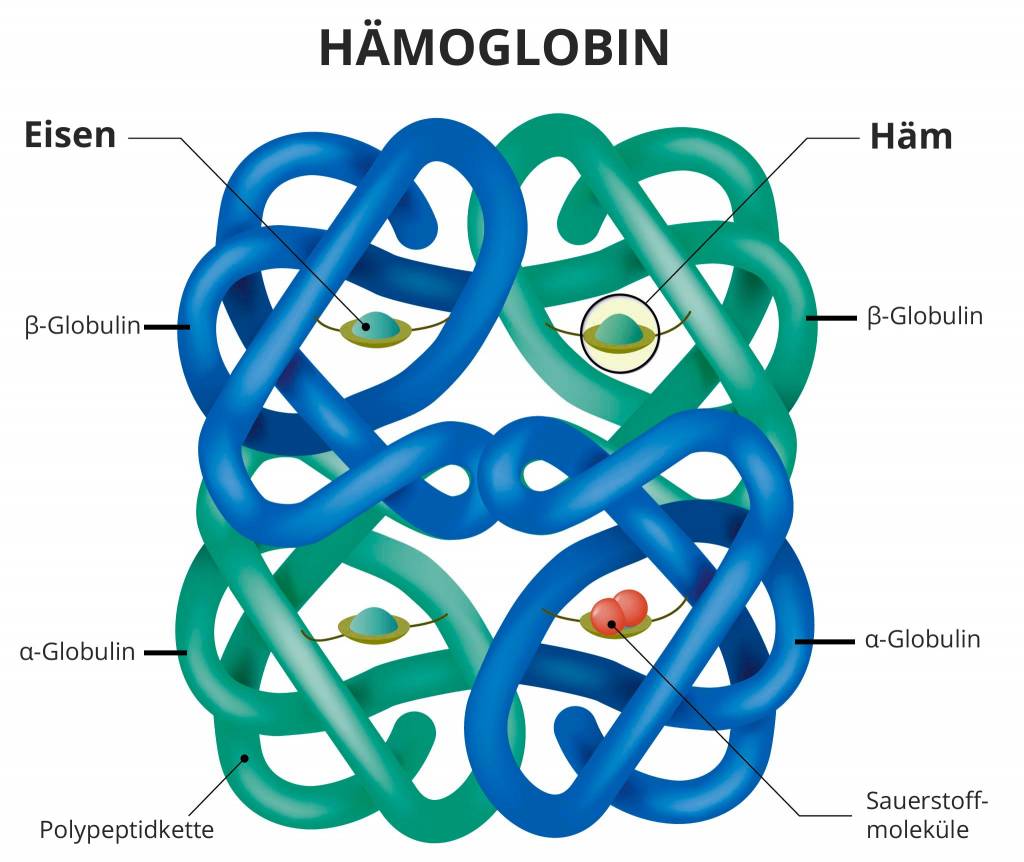 Mcv Wert Zu Hoch Captions More