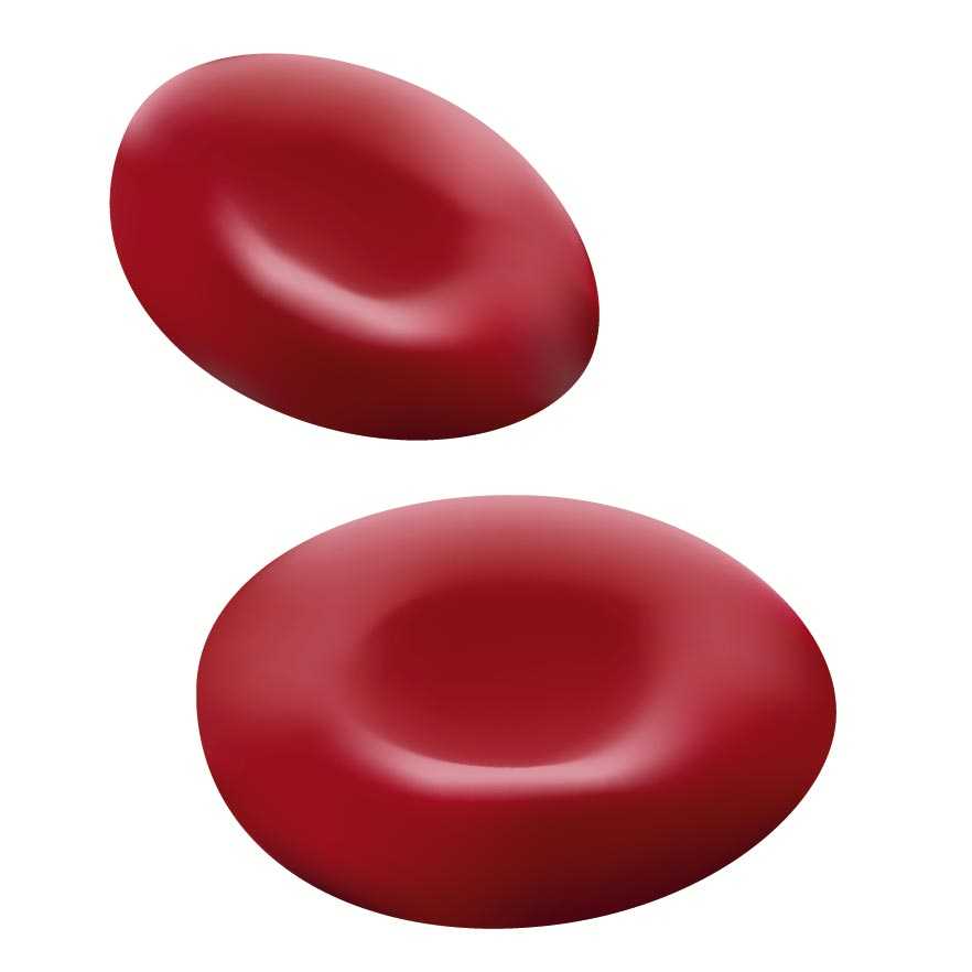 Rote Blutkörperchen » welche Funktion haben sie?