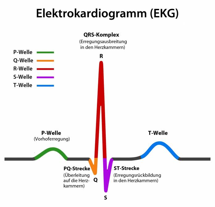 EKG » Anwendungsgebiete, Funktionsweise & Ablauf