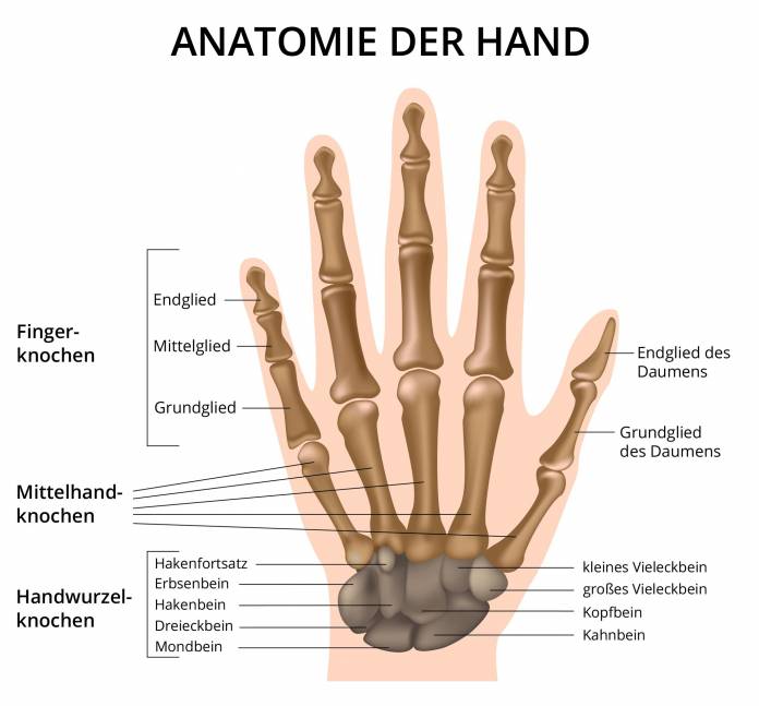 Handwurzelknochen Kahnbein Verrenkung und Bruch von Handwurzelknochen