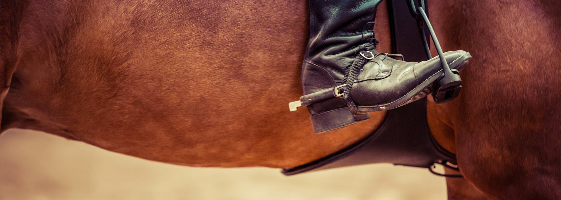 Treating Equine Gastric Glandular Syndrome (EGGD) Medrego Guide