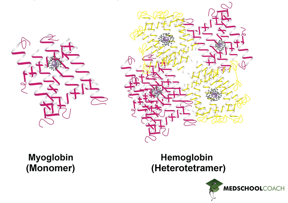 Levels of Protein Structure MCAT Biochemistry MedSchoolCoach