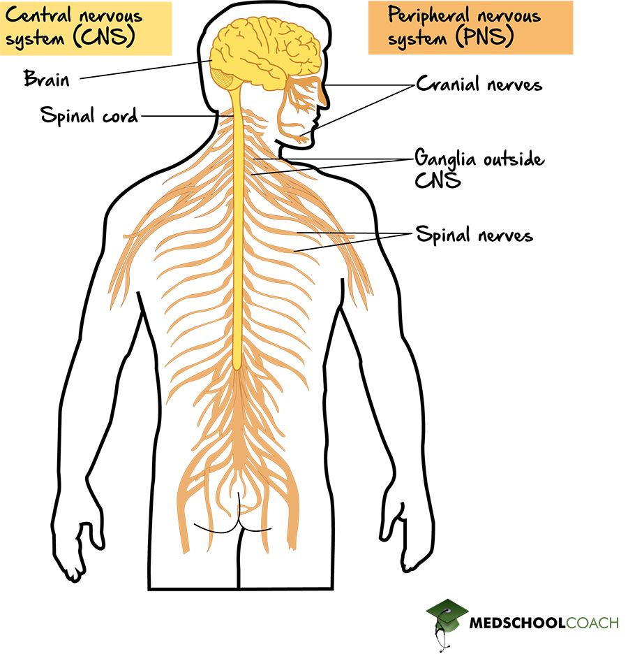 Nervous System Structure & Function MCAT Biology MedSchoolCoach