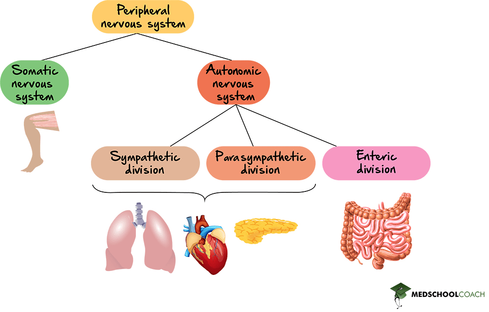 Nervous System Structure & Function MCAT Biology MedSchoolCoach