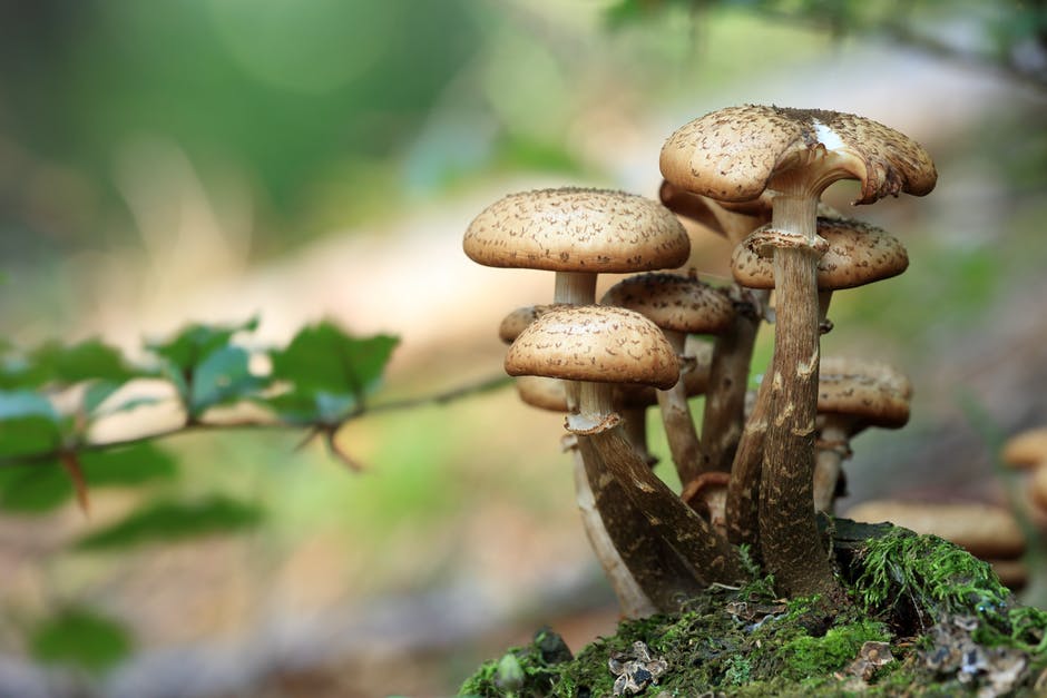 7 Exciting Health Benefits of Mushrooms Medy Life