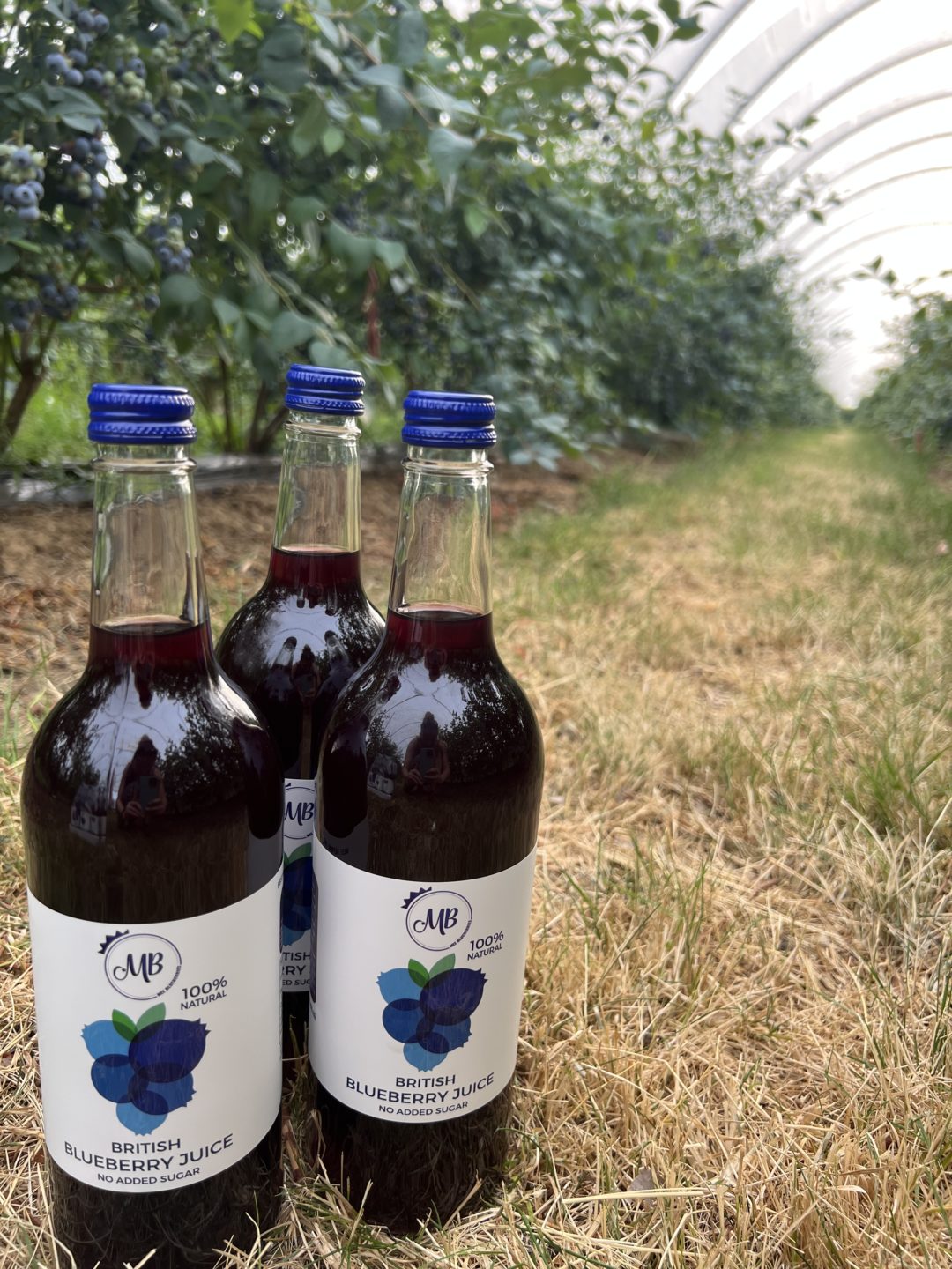 100 Blueberry Juice 750ml Case Mee Blueberries