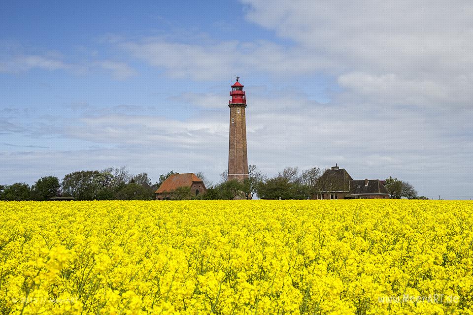 Wenn auf Fehmarn der Raps blüht... MeerART