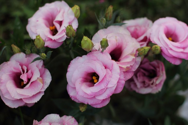 How Long Do Lisianthus Flowers Last? Meg Live