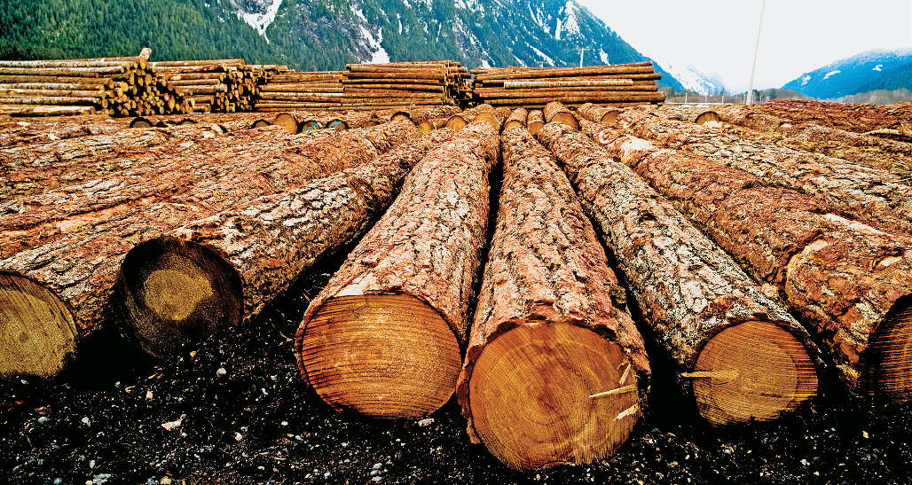 Megalextoria Trump Just Imposed a New Tax on Lumber