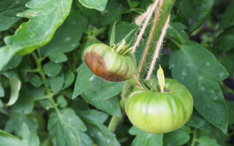 Why Do Green Tomatoes Rot on The Vine? MegaTomato