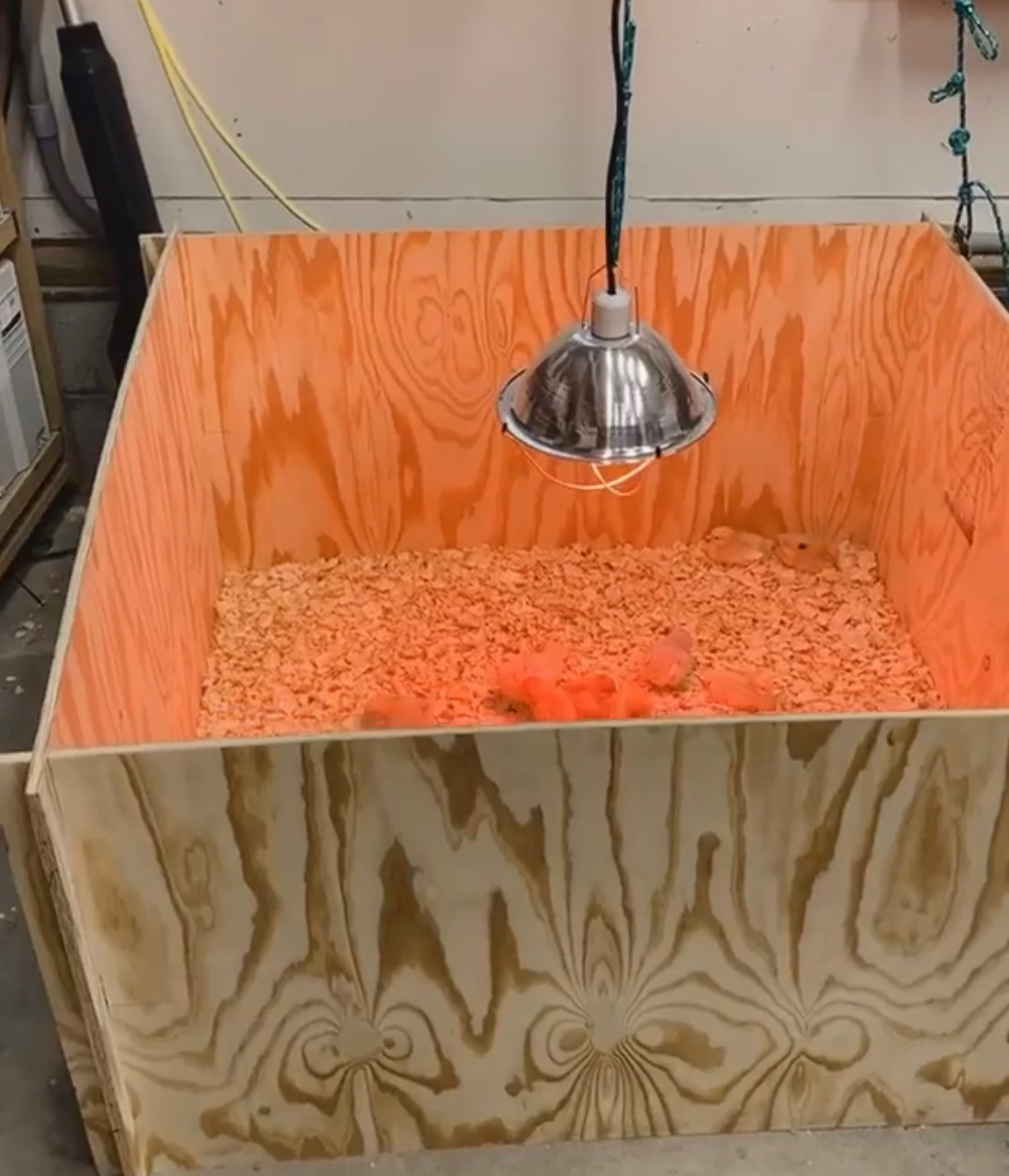 So You Think You Want To Raise Chickens 4 Tips for New Chicken Owners