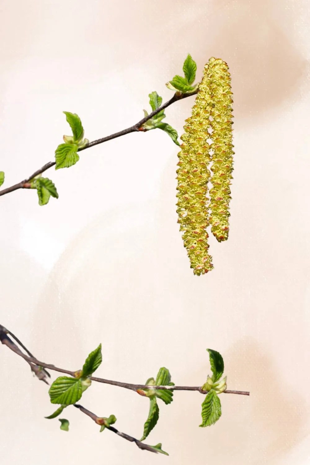 The Complete Guide to a River Birch Tree Mehrabyan Nursery