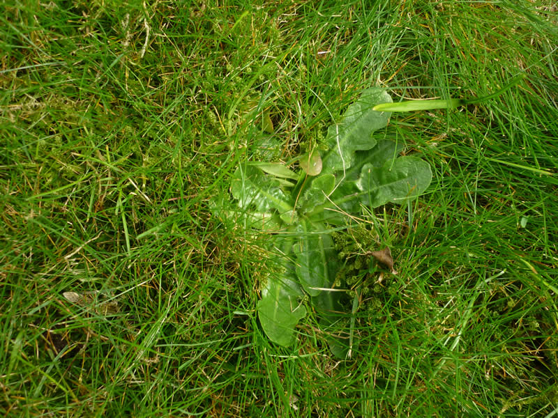 Löwenzahn - Mein-Garten-Wird-Schoen.de