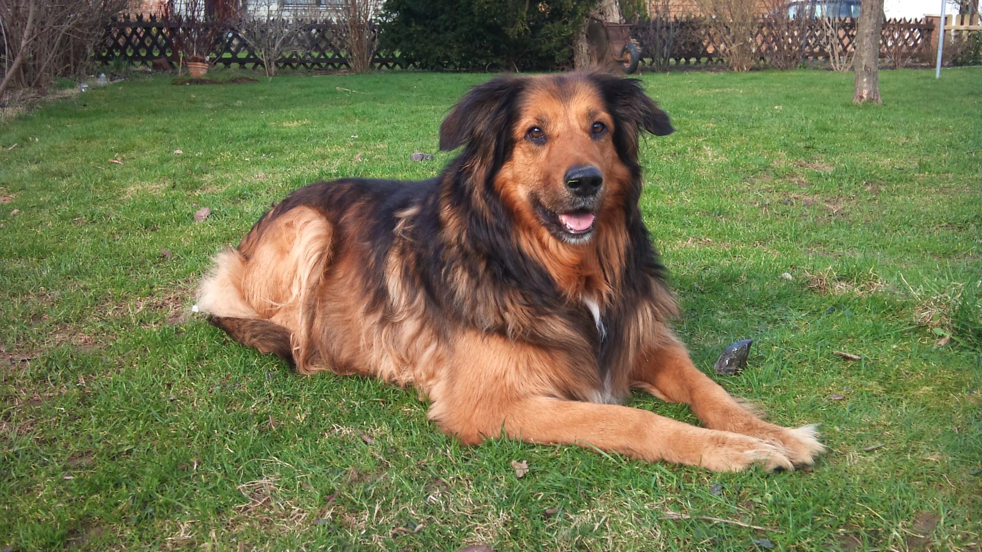 Luna (Collie, Deutscher Schäferhund, Hovawart) Mischling Mix