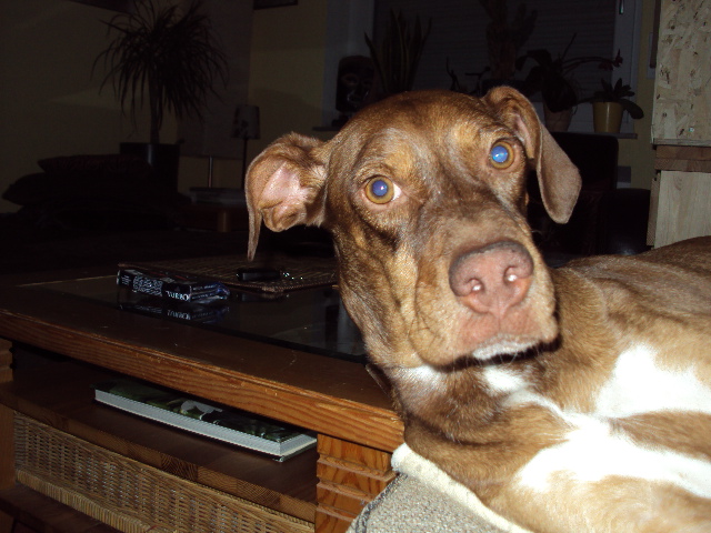 Falcone (Pointer, Podenco) Mischling Mix