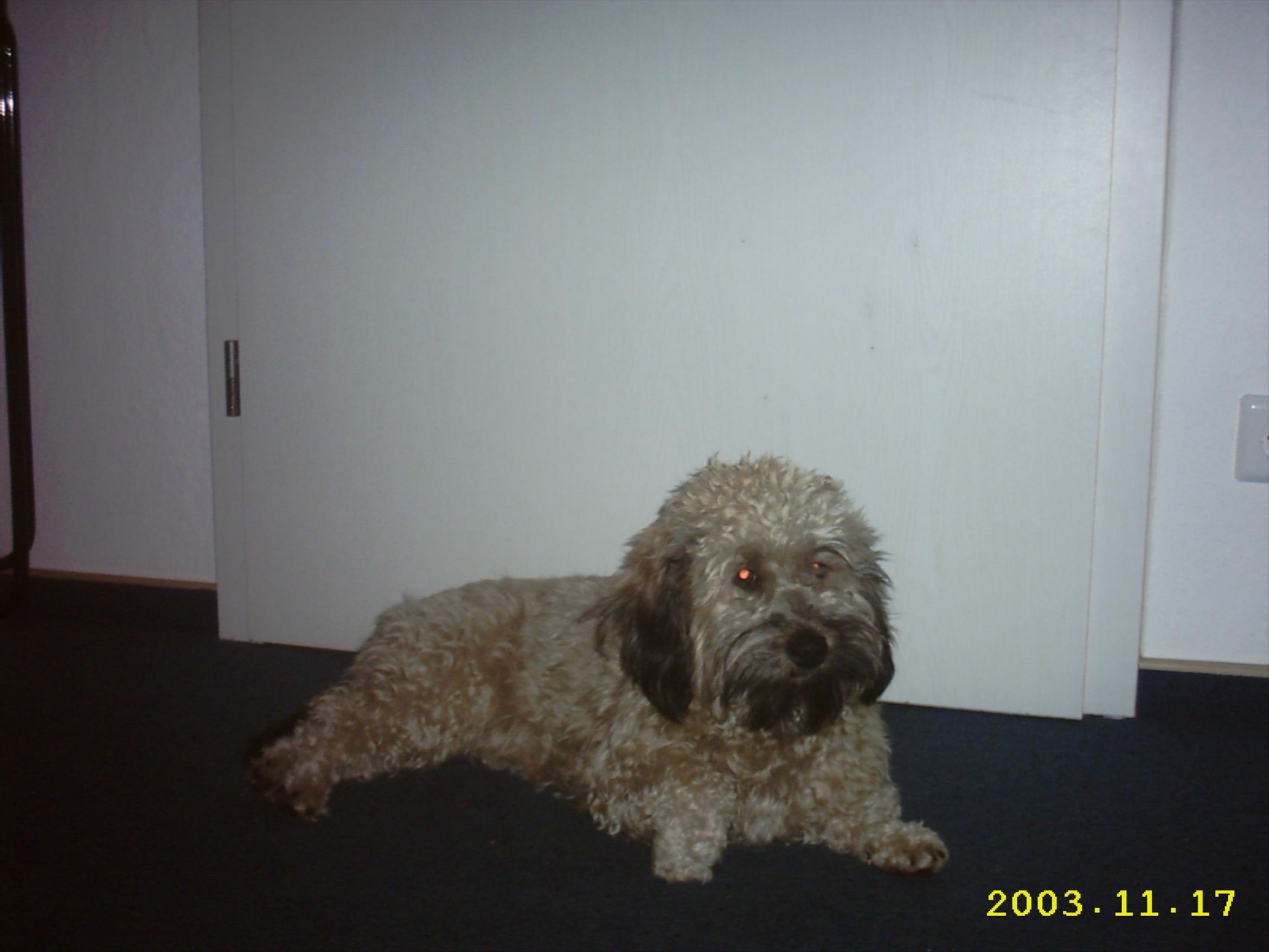 Lucy (Dackel, Pudel) Mischling Mix