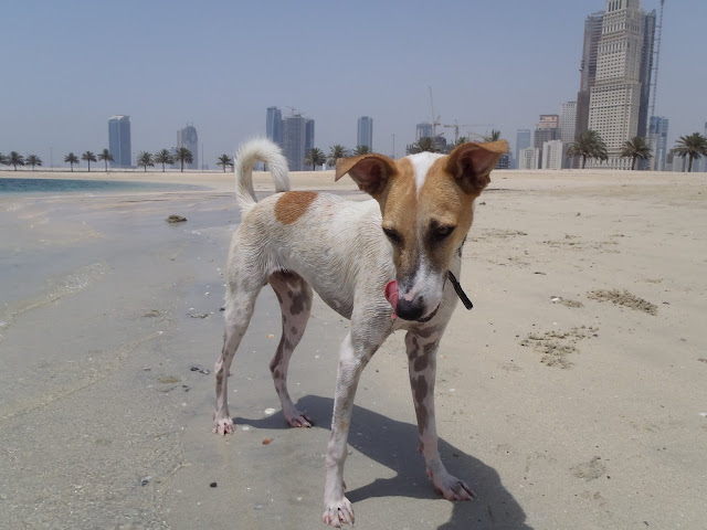 Dibo (Parson Russell Terrier, Podenco, Windhund) MeinMischling.de