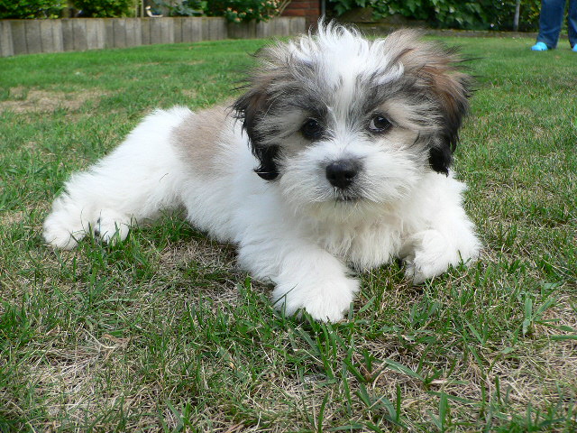Lennox (Malteser, Shih Tzu) MeinMischling.de