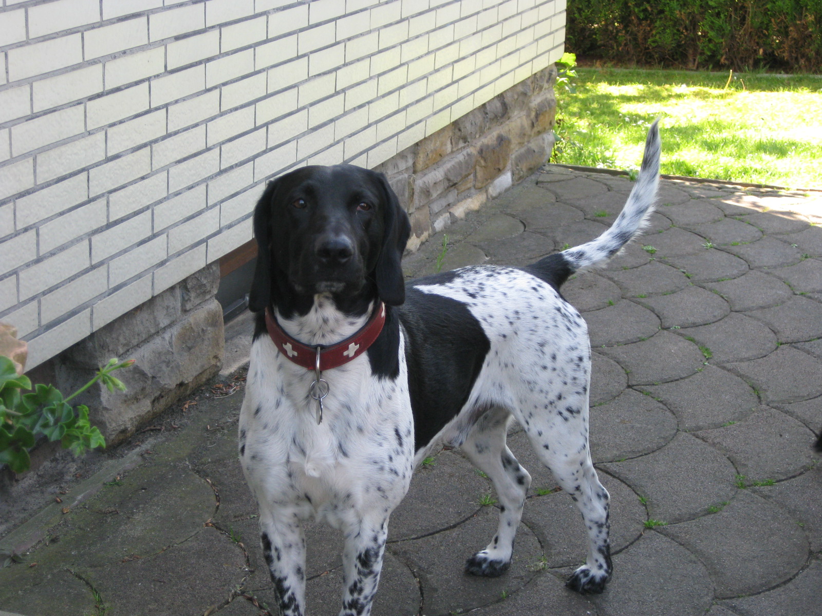Capper (Labrador, Münsterländer) MeinMischling.de